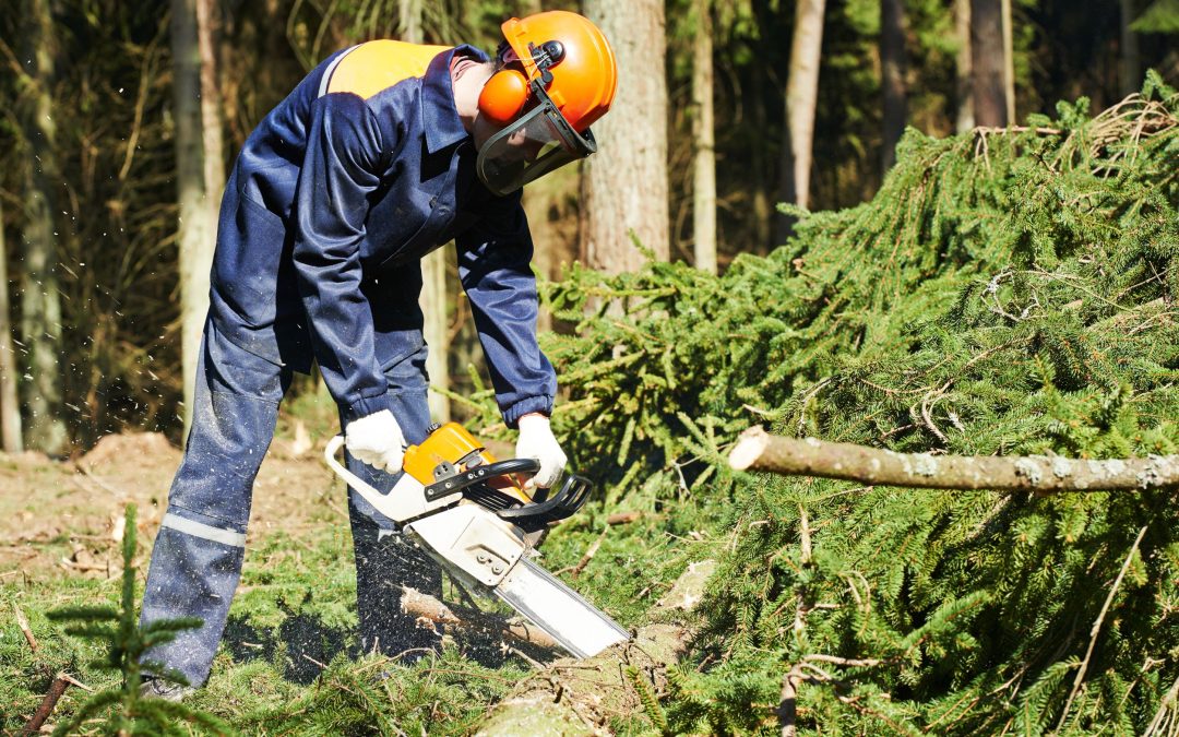 Searching For Stump Removal In Essex County NJ? Visit Dujets Tree Experts Inc.